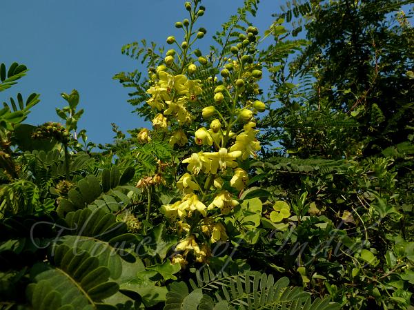 Mysore Thorn